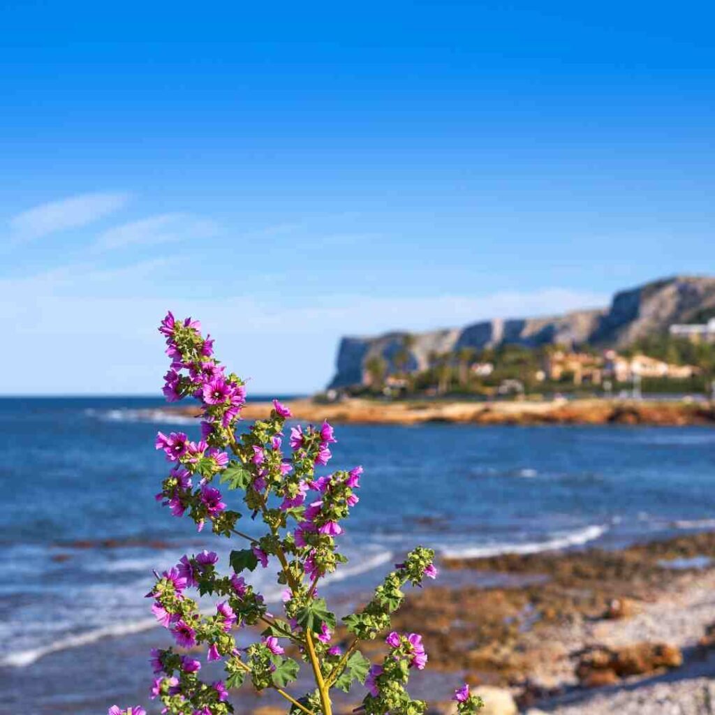 Playa de les rotes