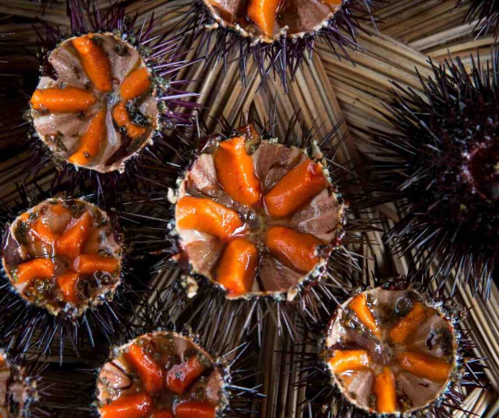 erizos de mar en denia