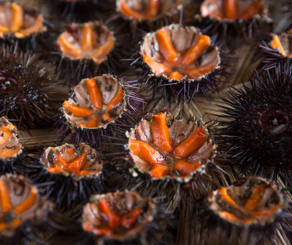 erizos de mar en denia